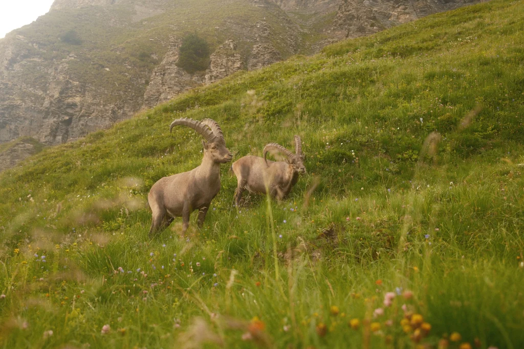 Franse alpen voor VRIJ WERK, Campaign & Editorial, foto 5 van 14